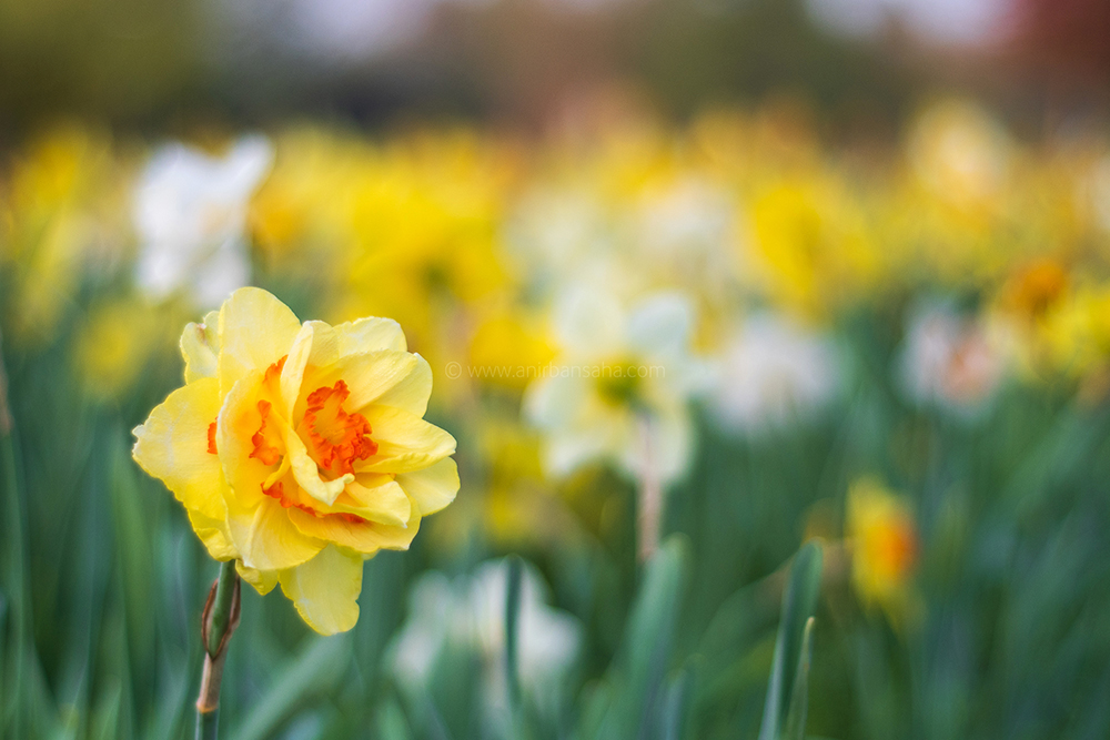 daffodils, magdeburg