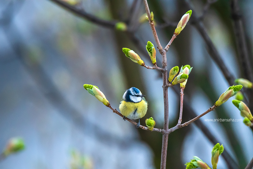 Blue Tit, Eurasian Tit