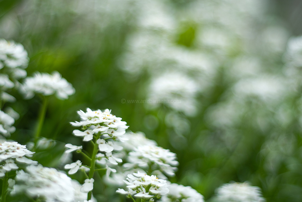 spring, magdeburg