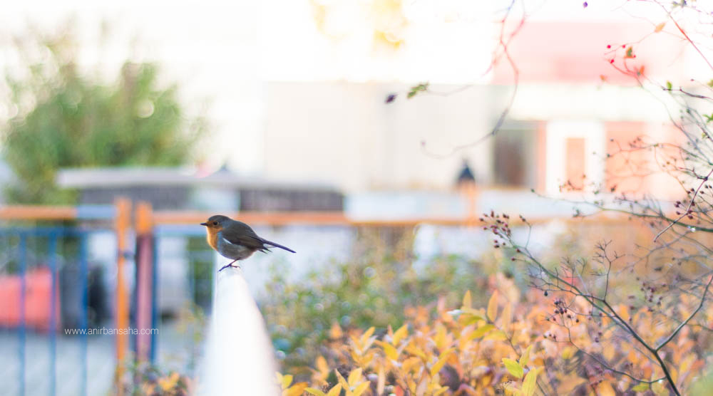 birding in germany, birding in magdeburg