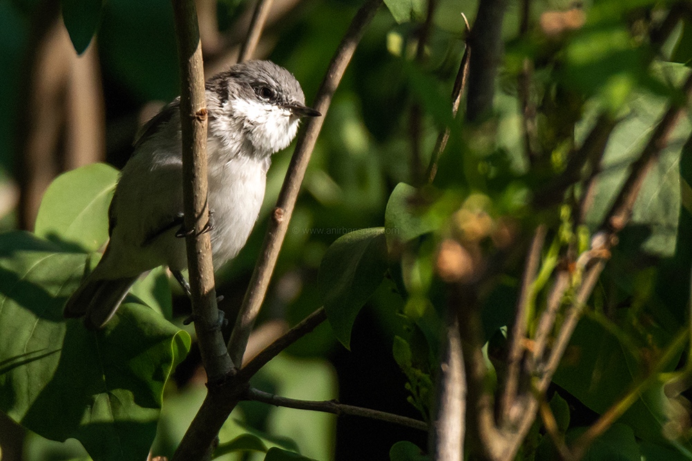 birding in magdeburg, birding in germany