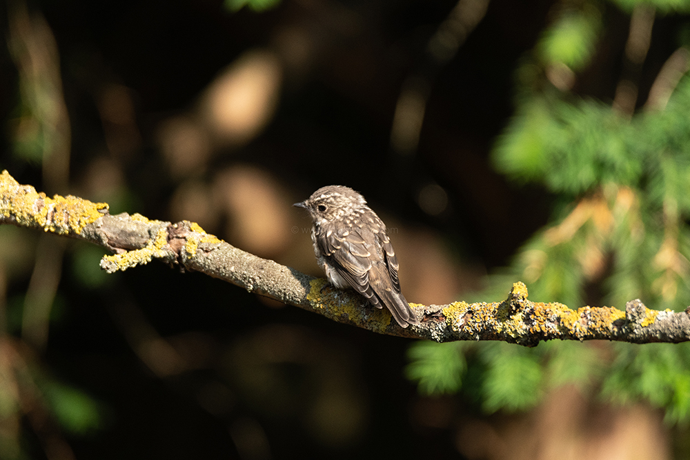 birding in Magdeburg, birding in germany