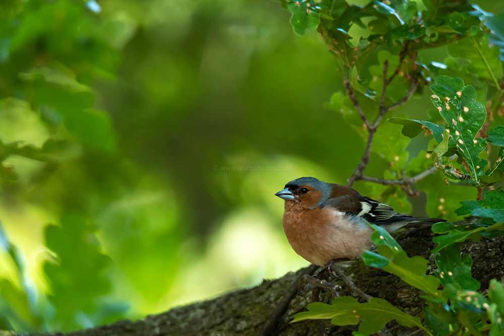 birding in magdeburg, birding in germany