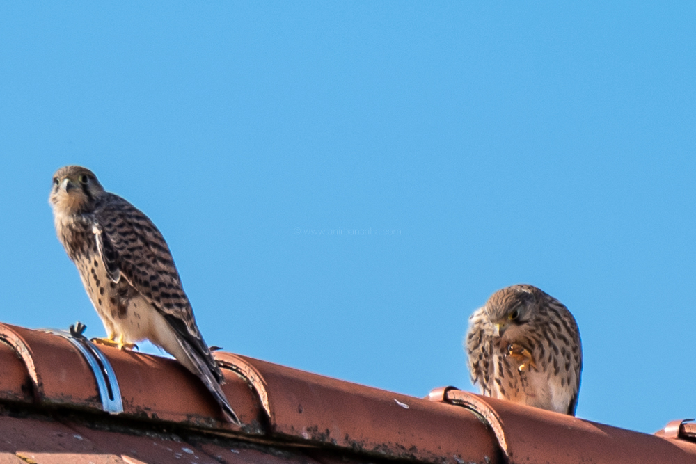 birding in Germany, birding in Magdeburg