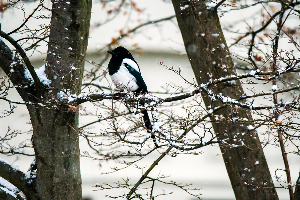 birding in magdeburg, birding in germany