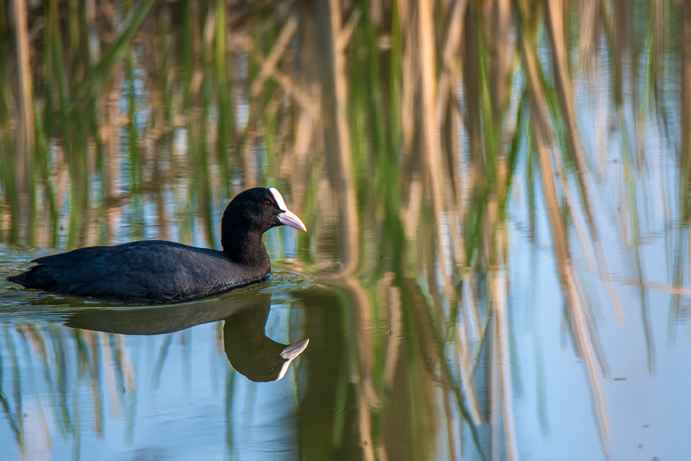 birding in Germany, Birding in Magdeburg