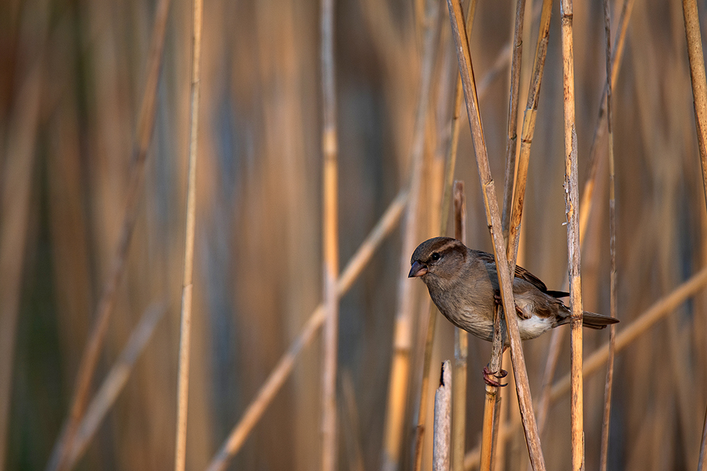 birding in germany, birding in magdeburg