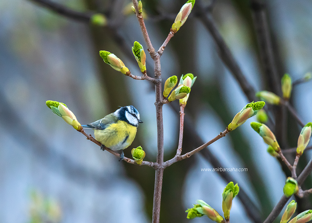 birding in magdeburg, birding in germany