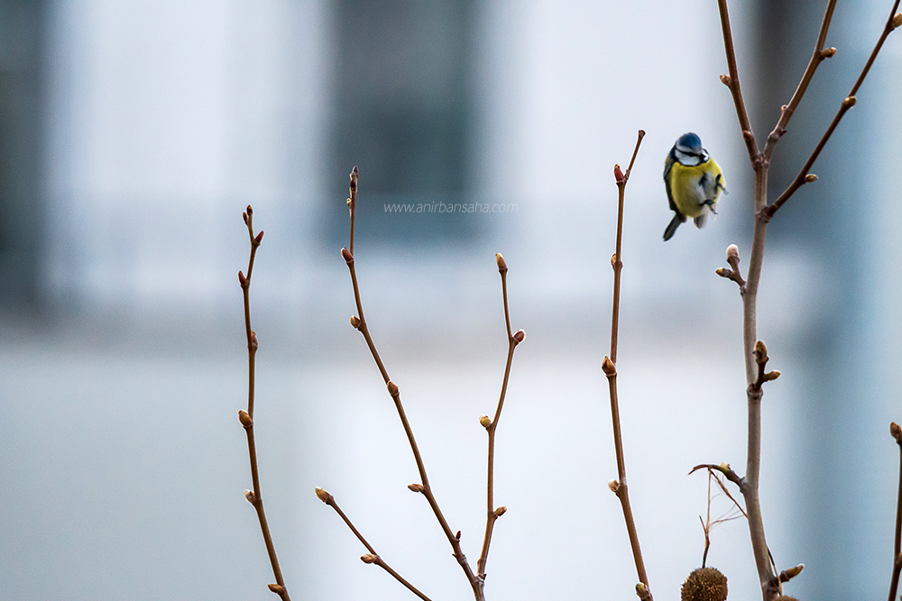 birding in Magdeburg, birding in Germany