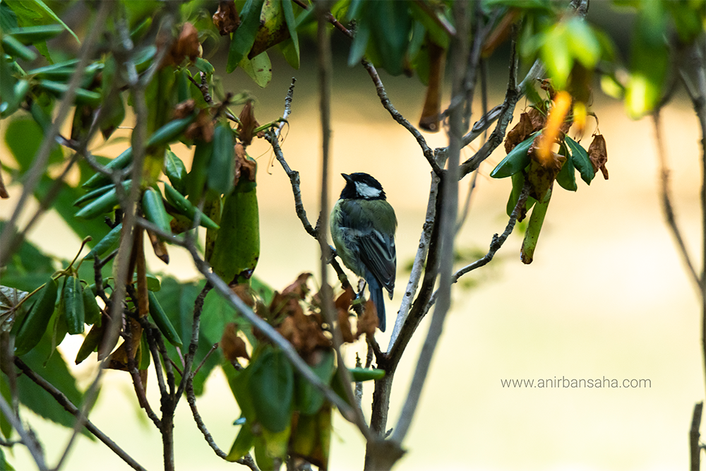 birding in germany, birding in magdeburg