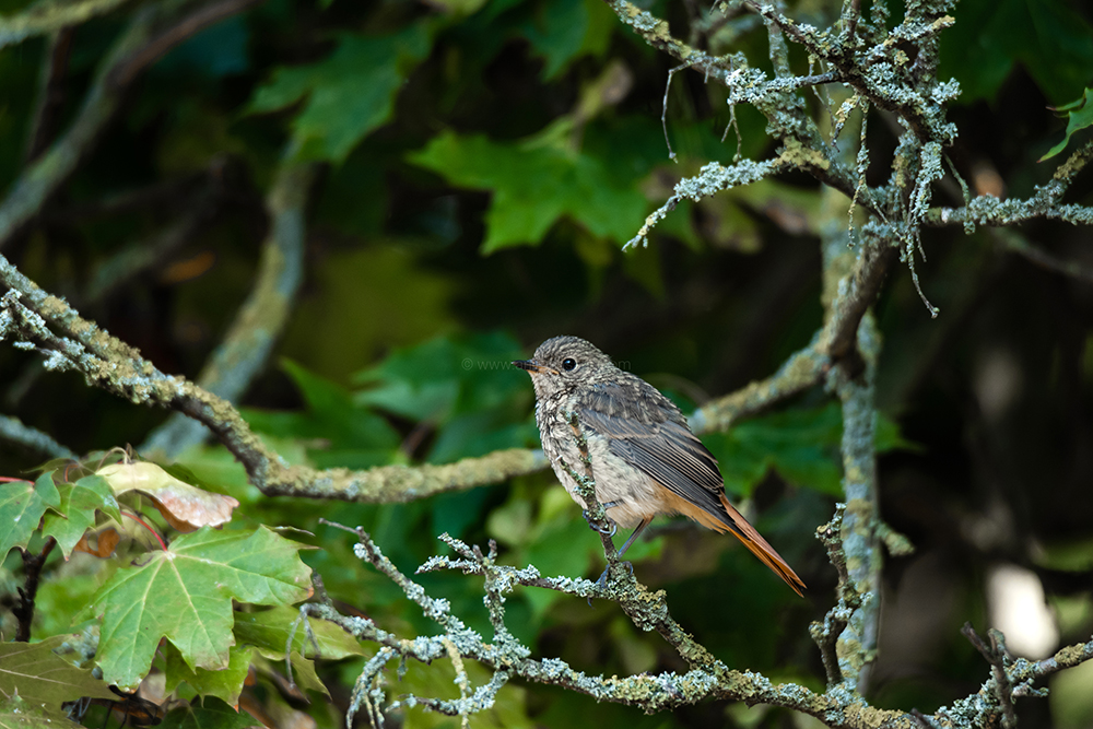 birding in magdeburg, birding in germany