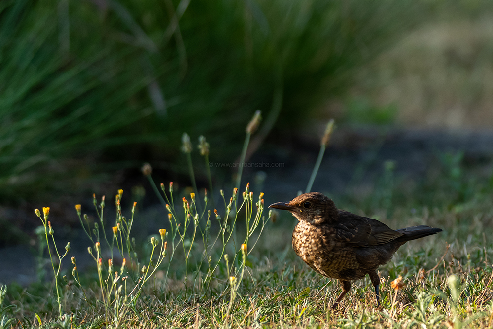 birding in magdeburg, birding in germany