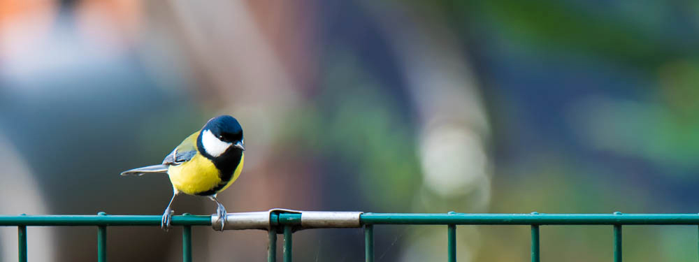 birding in germany, birding in magdeburg