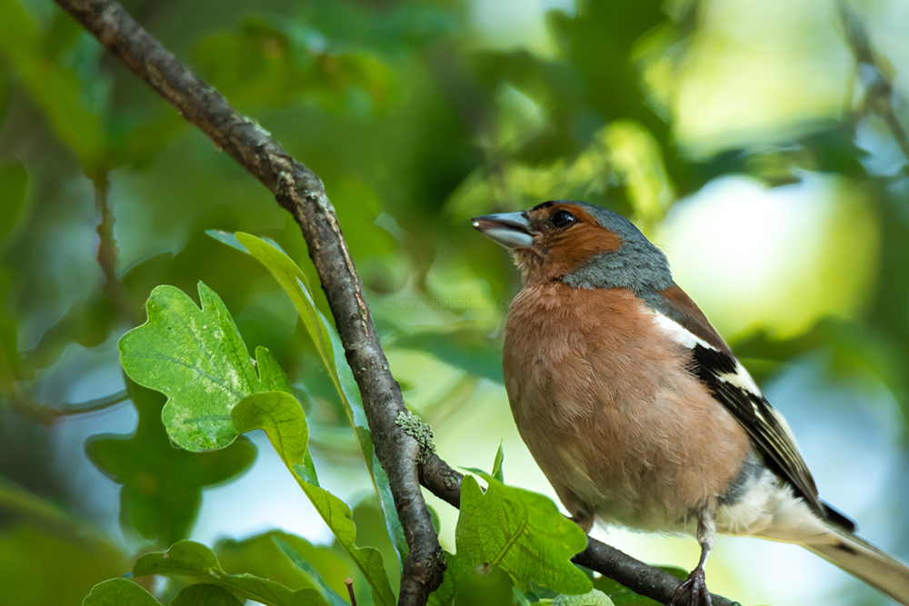 birding in magdeburg, birding in germany