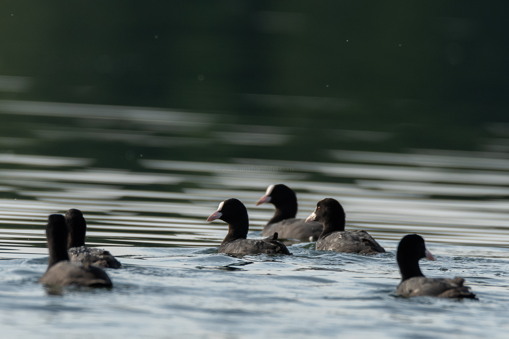 Eurasian coot, Magdeburg