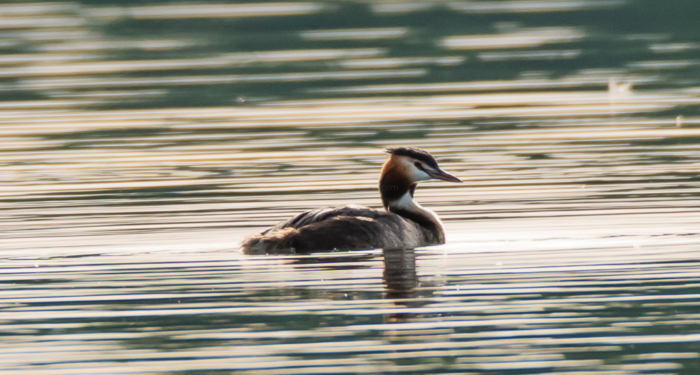 great crested grebe, magdeburg, germany