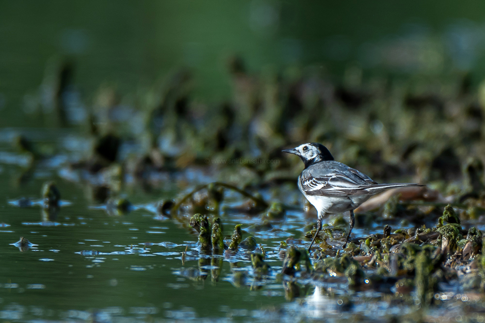 white wagtail, magdeburg