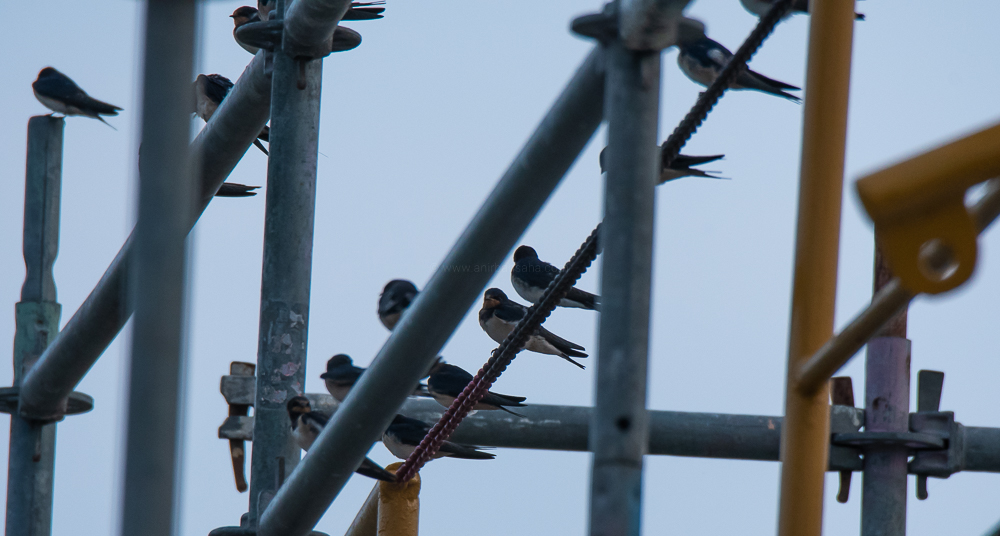 barn swallows, magdeburg