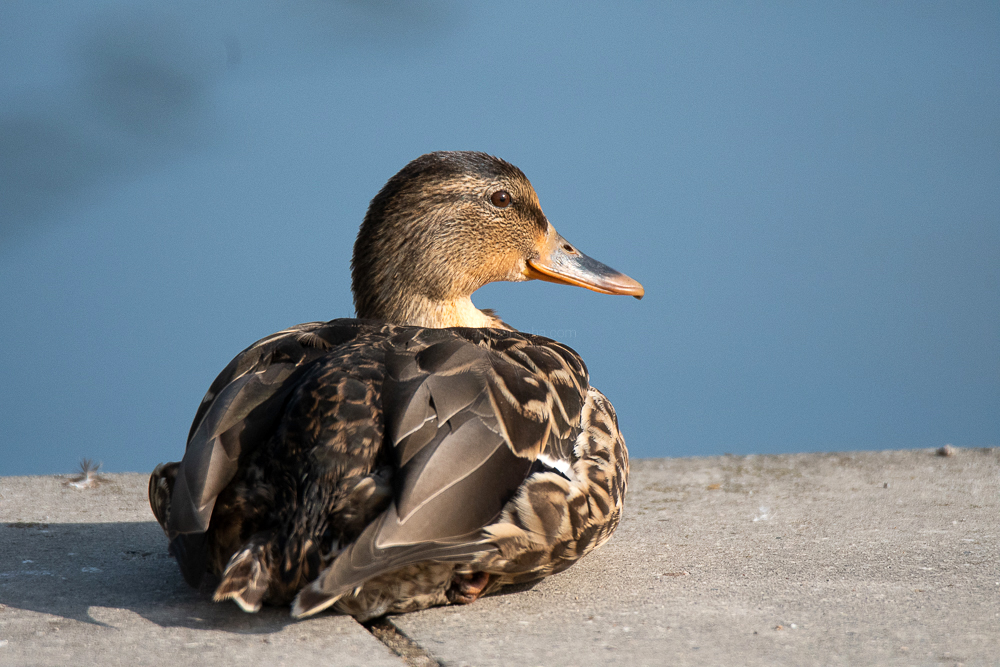 mallad, juvenile, germany, magdeburg