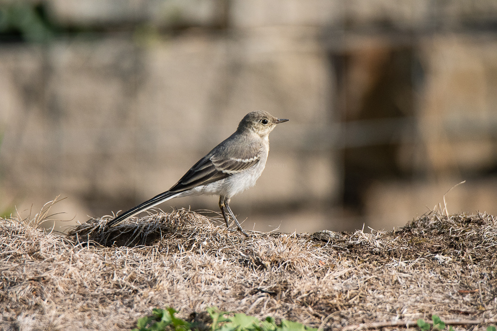 white wagtail, germany, magdeburg