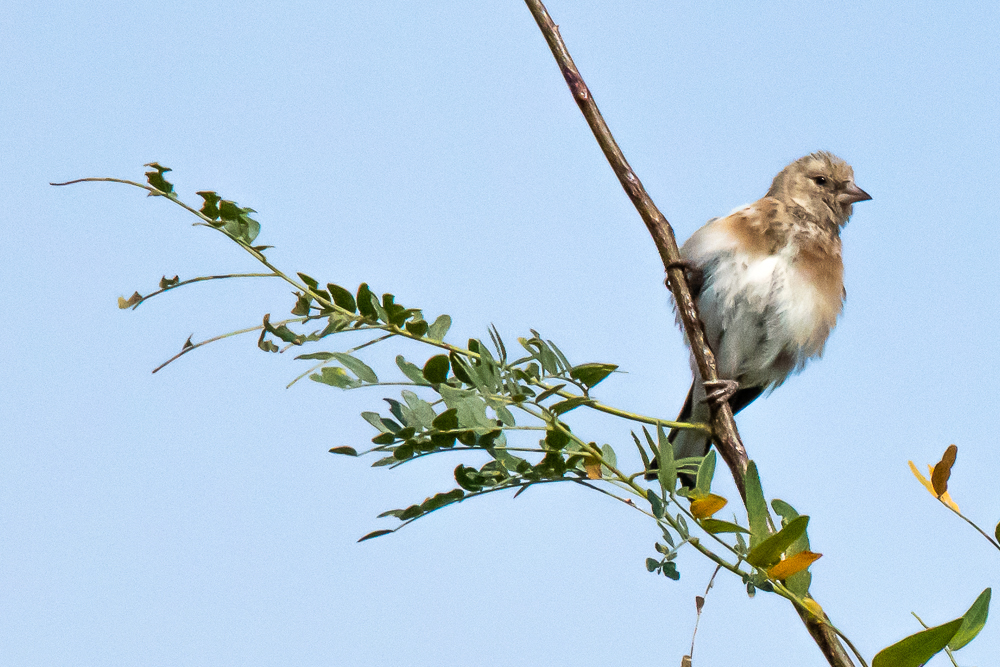 european goldfinch, germany