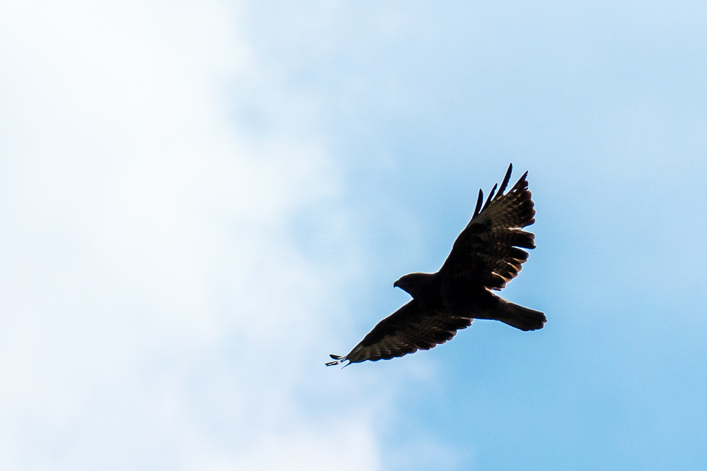 kite, magdeburg, germany