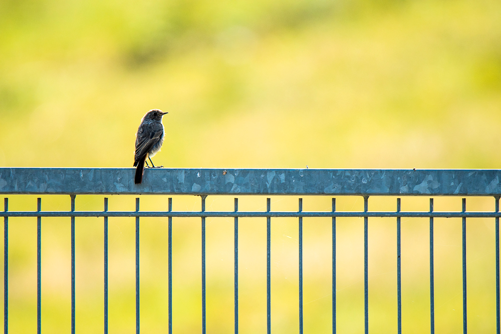 common redstart, magdeburg