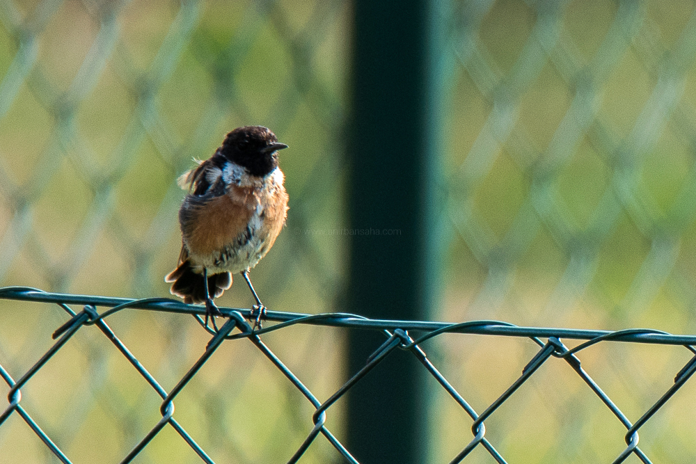 european stonechat, germany