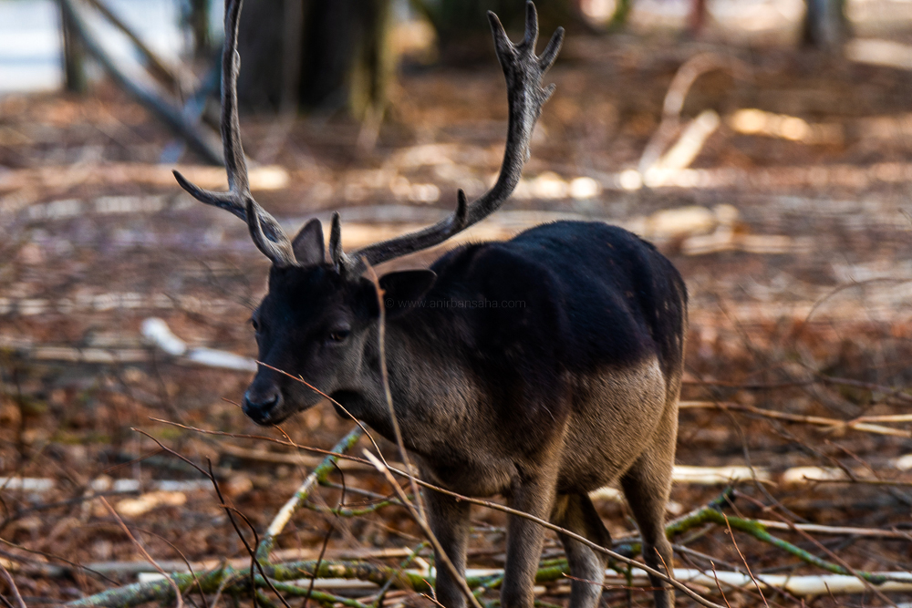 reindeer, magdeburg