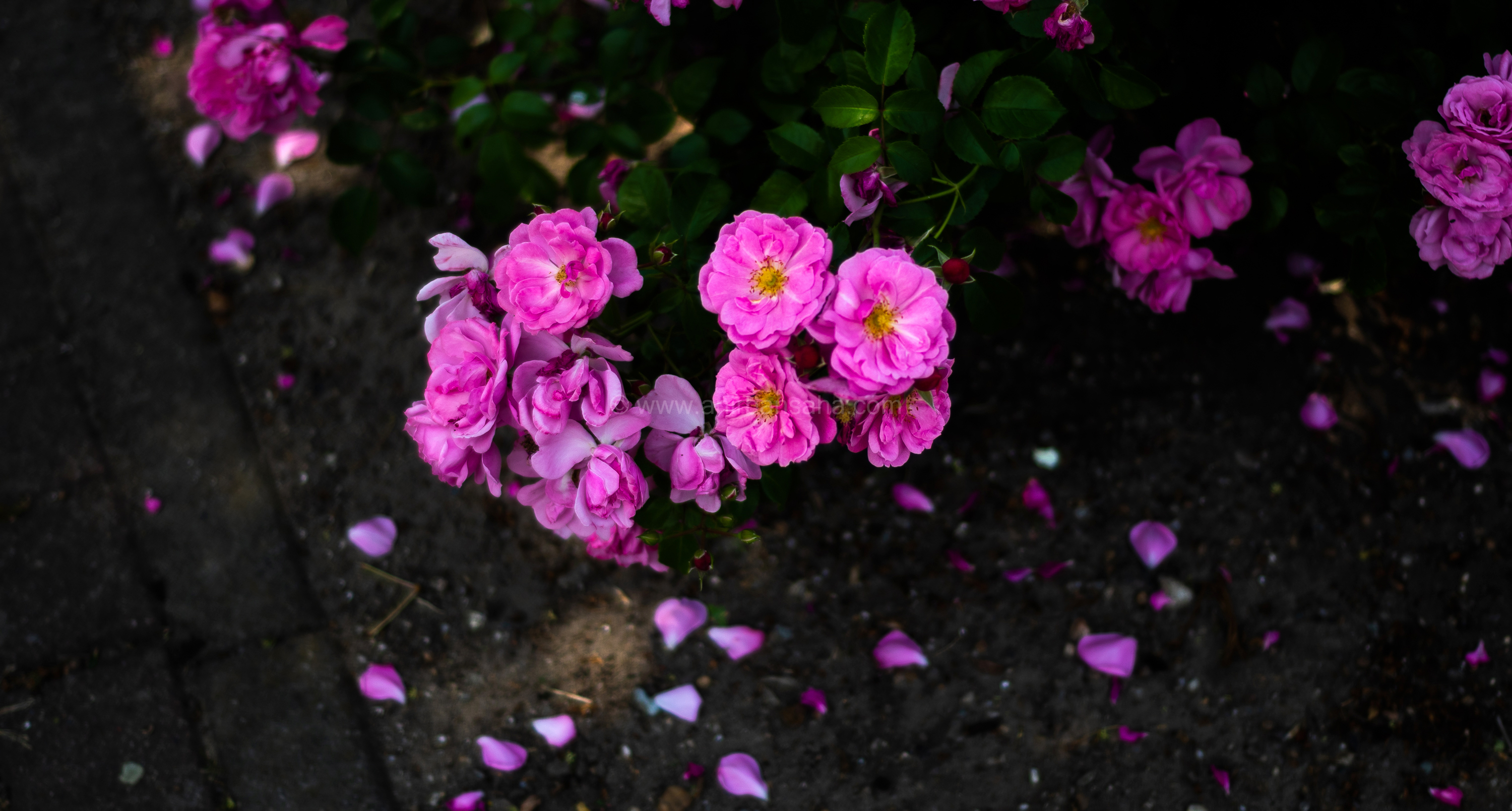 magdeburg flowers