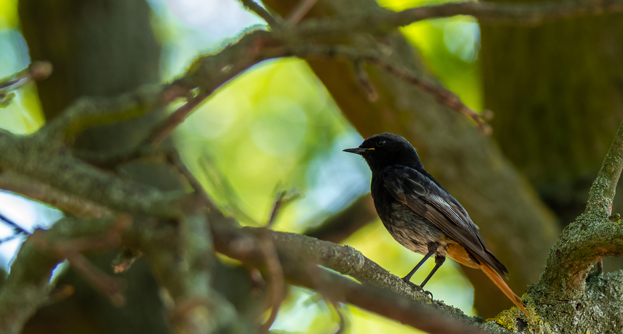 black redstart, magdeburg, germany