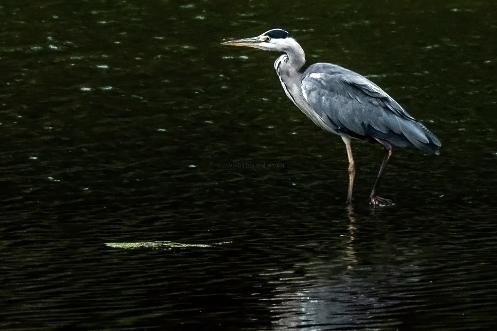 grey heron, magdeburg, germany