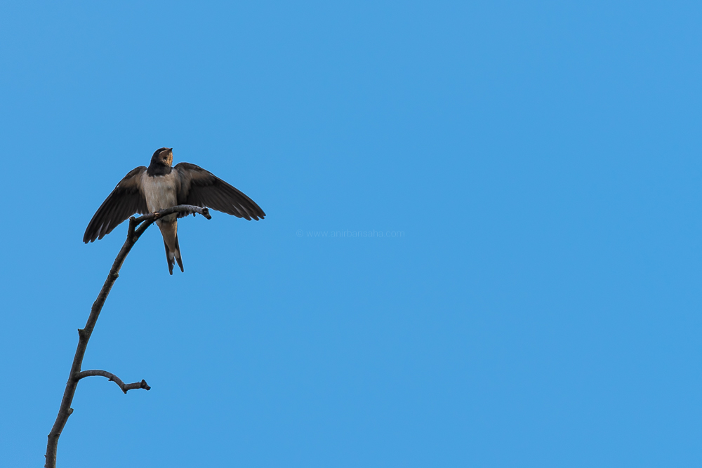 barn swallow, germany