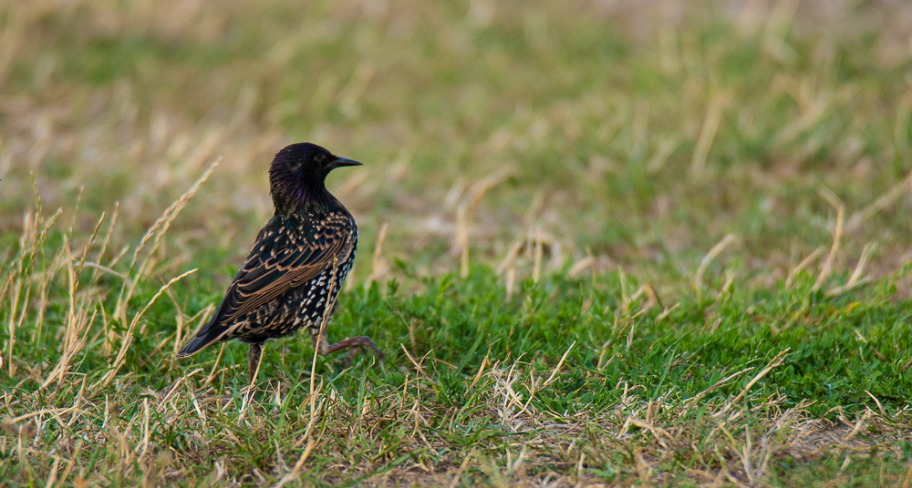 spotted common starling, germany, magdeburg