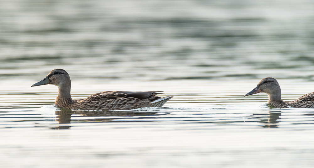 mallard, germany