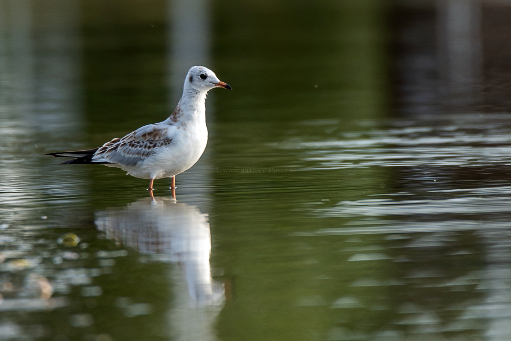 black headed gull, germany