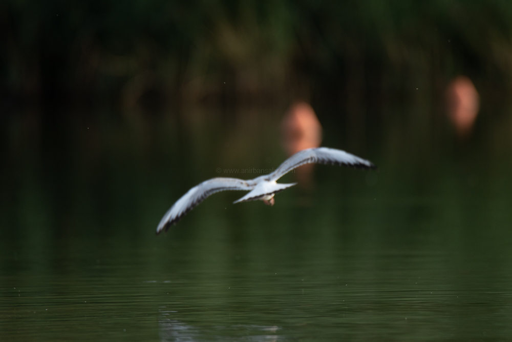 gull, germany