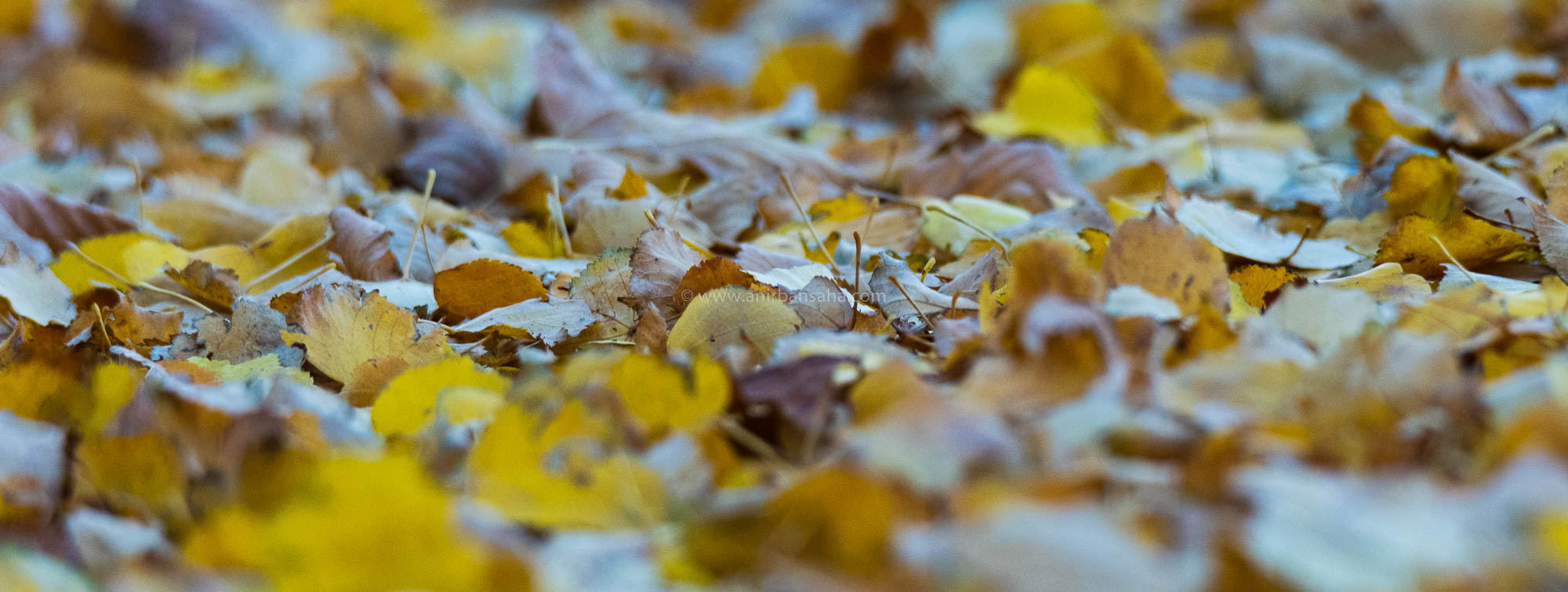 autumn in magdeburg