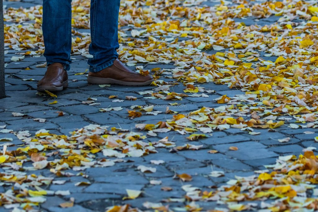 autumn in magdeburg