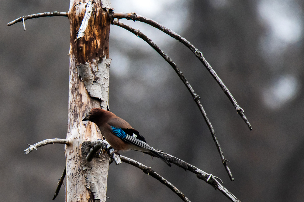 blue jay