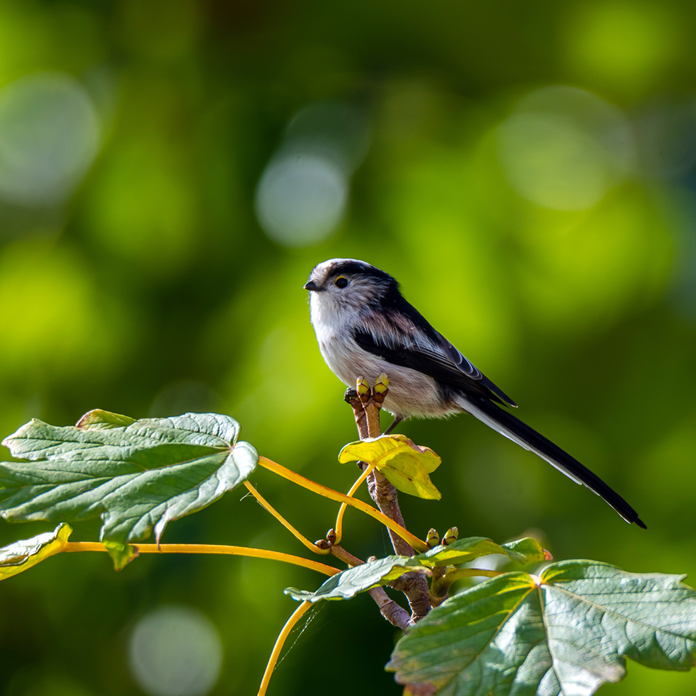 long tailed tit