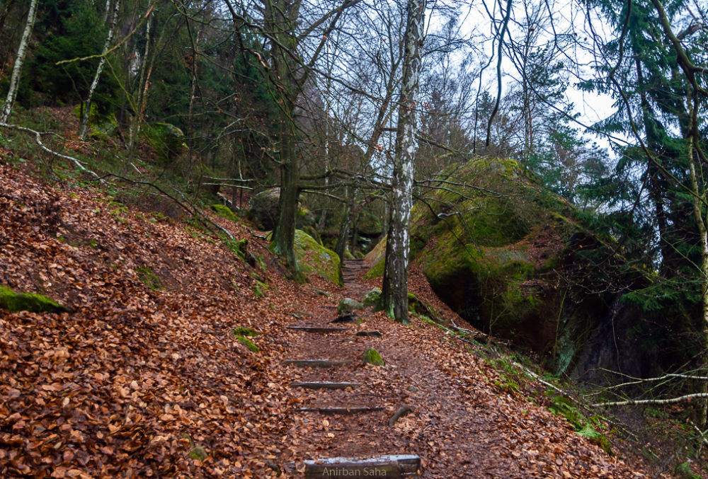 a pathway through the forest.