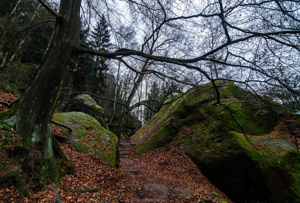 ..another pathway through the forest.