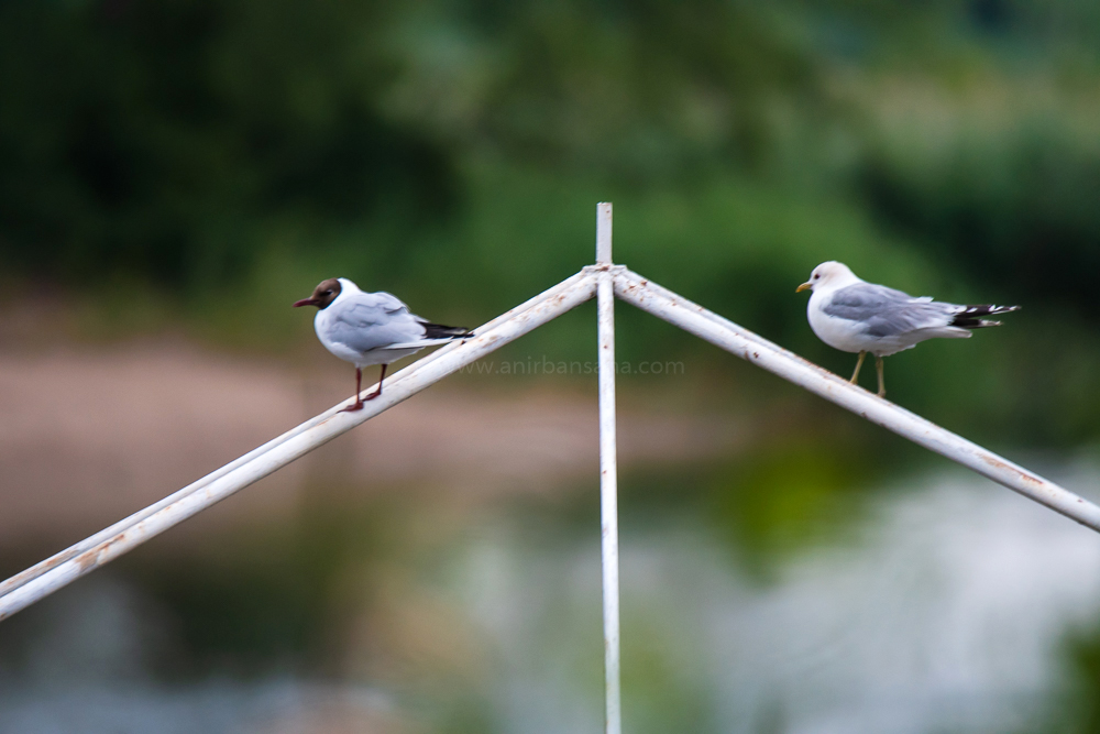 black headed gull, common gull, Herring gull