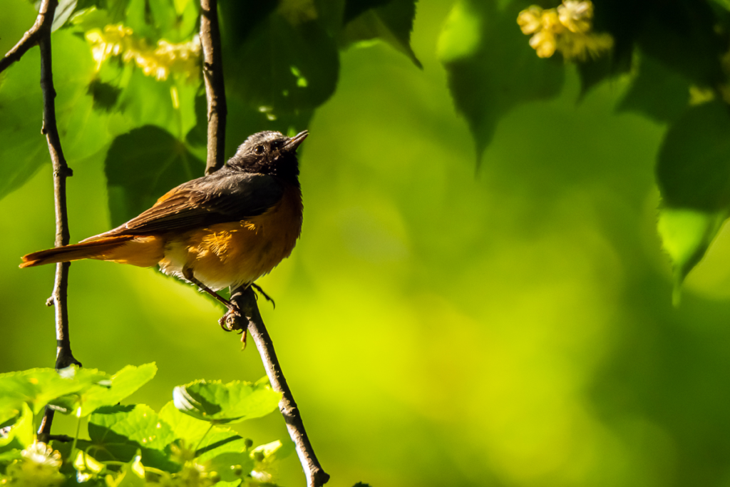 Common Redstart