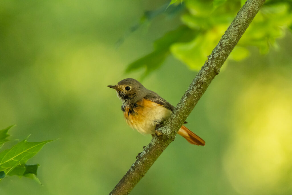 Common Redstart female