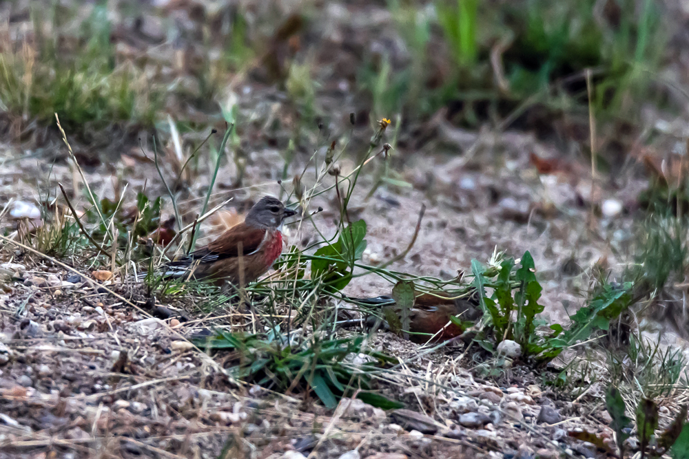 Eurasian Linnet Male