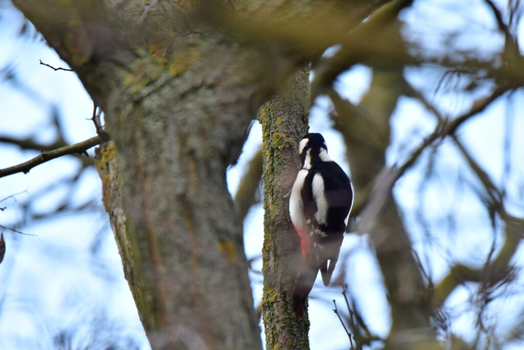 Great Spotted WoodPecker