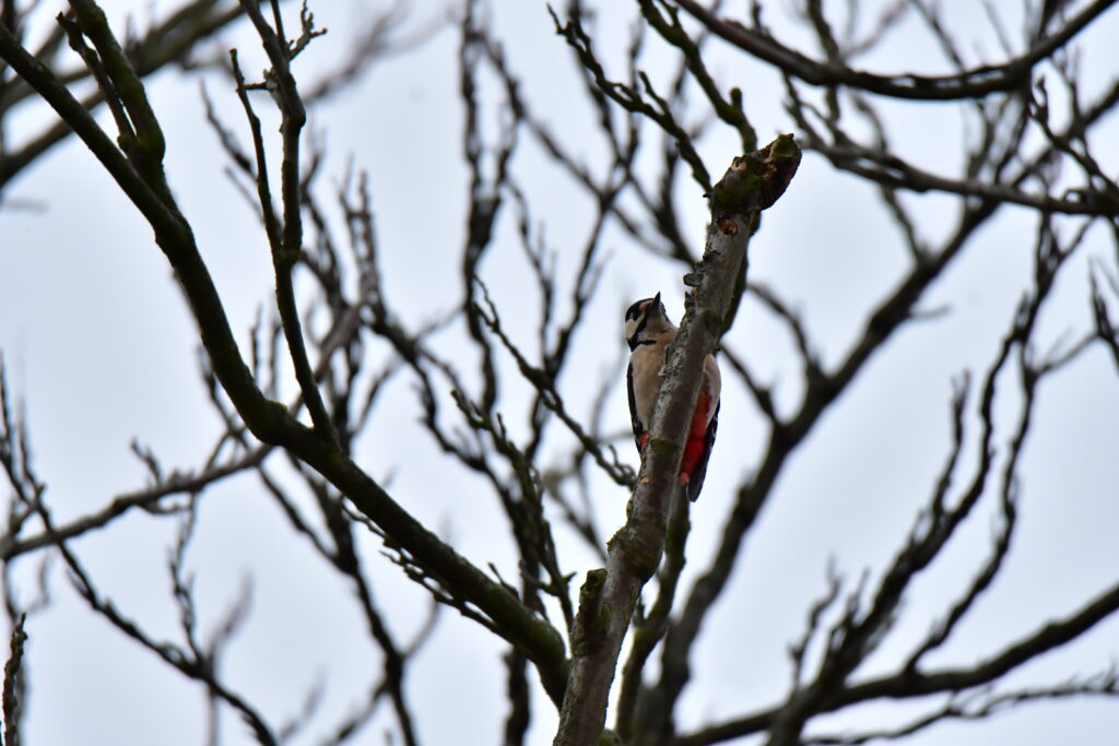 Great Spotted WoodPecker