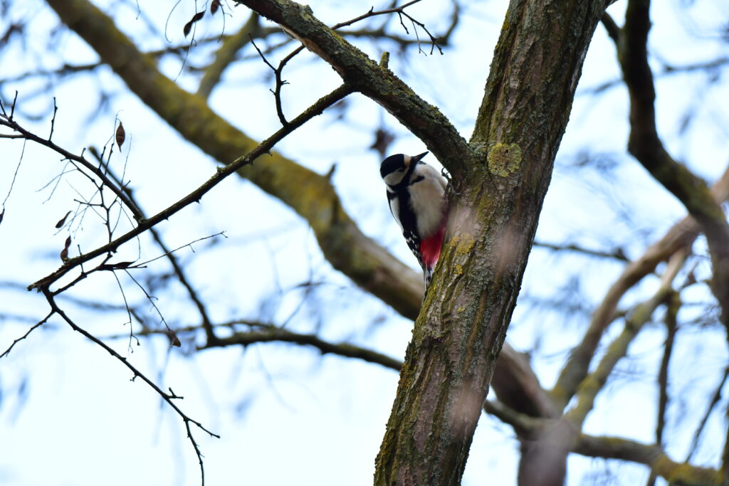 great spotted woodpecker